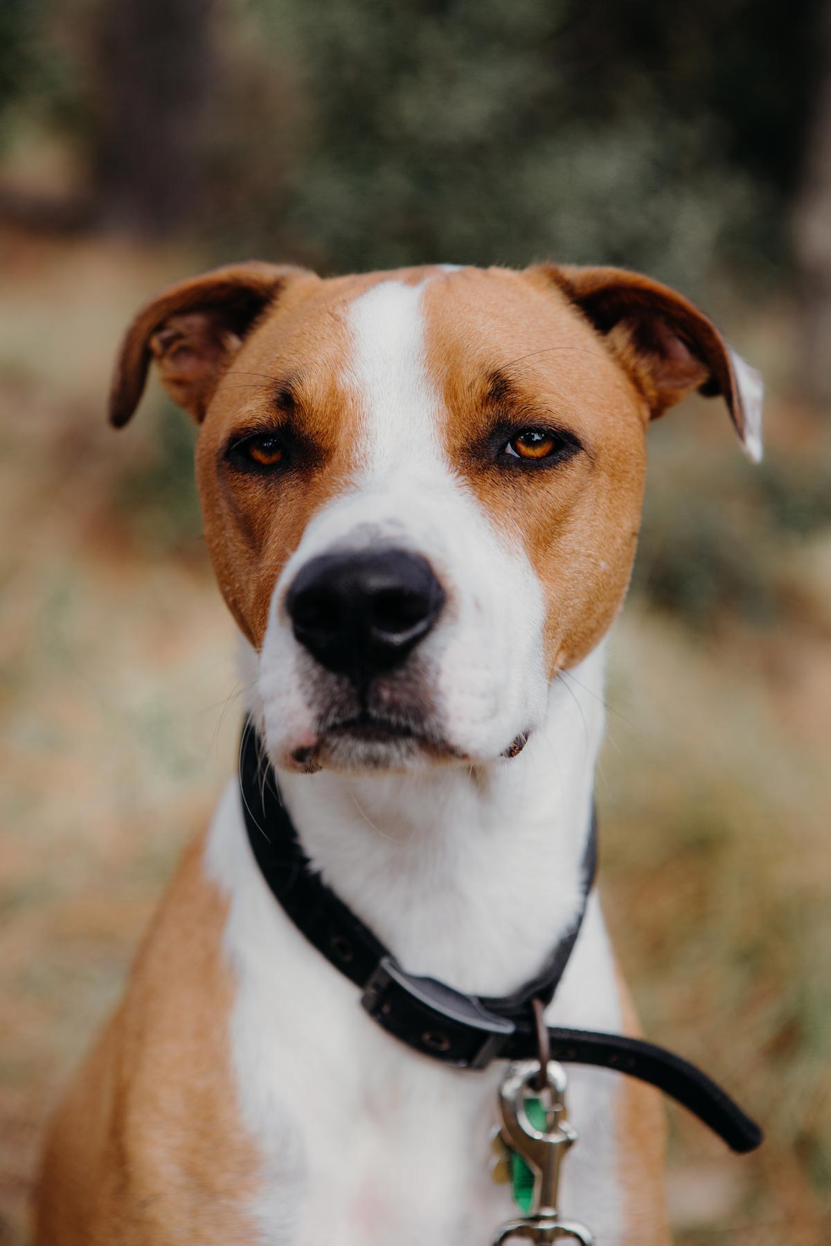 Pet portrait photo of brown dog at muriwai beach auckland by sarah weber photography