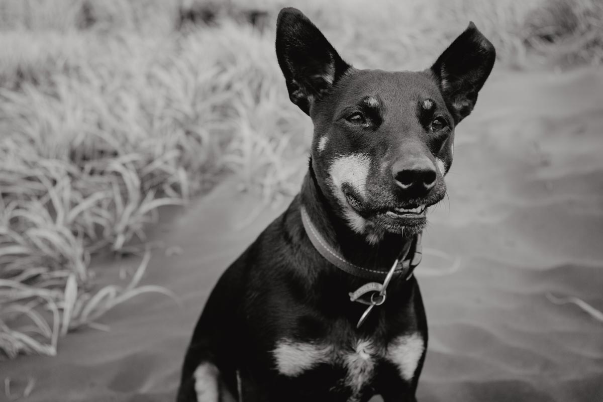 Dog pet portrait taken on muriwai beach in auckland by sarah weber photography
